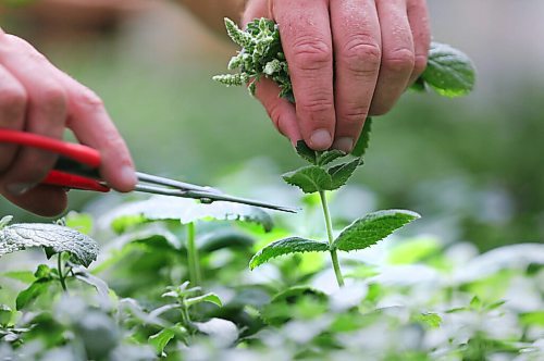 RUTH BONNEVILLE / WINNIPEG FREE PRESS
Local - ENT - gardening
Photo of Ryan Stupak - greenhouse manager pruning different varieties of perennials (mint) at Ron Paul Garden Centre on Wednesday.
See story.
Aug 5th, 2020