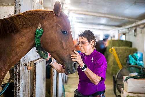 MIKAELA MACKENZIE / WINNIPEG FREE PRESS

Linda Johnston brushes horse Barbie's Quest for a photo at the Assiniboia Downs backstretch in Winnipeg on Friday, Aug. 7, 2020. The three trainers are having a career year. For George Williams story.
Winnipeg Free Press 2020.