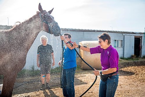 MIKAELA MACKENZIE / WINNIPEG FREE PRESS

Sisters Donna (left), Marion, and Linda Johnston give Wire Me The Money a bath at the Assiniboia Downs backstretch in Winnipeg on Friday, Aug. 7, 2020. The three trainers are having a career year. For George Williams story.
Winnipeg Free Press 2020.