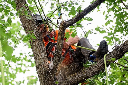 JESSE BOILY  / WINNIPEG FREE PRESS
Blake Hamilton of TNT Tree Service Ltd., works on a tree at a customers homes on Friday. Friday, Aug. 7, 2020.
Reporter: Barbara Bowes