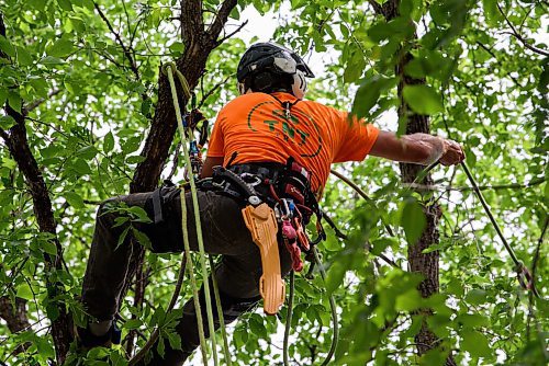 JESSE BOILY  / WINNIPEG FREE PRESS
Blake Hamilton of TNT Tree Service Ltd., begins to work on a tree at a customers homes on Friday. Friday, Aug. 7, 2020.
Reporter: Barbara Bowes