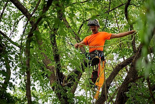 JESSE BOILY  / WINNIPEG FREE PRESS
Blake Hamilton of TNT Tree Service Ltd., works on a tree at a customers homes on Friday. Friday, Aug. 7, 2020.
Reporter: Barbara Bowes