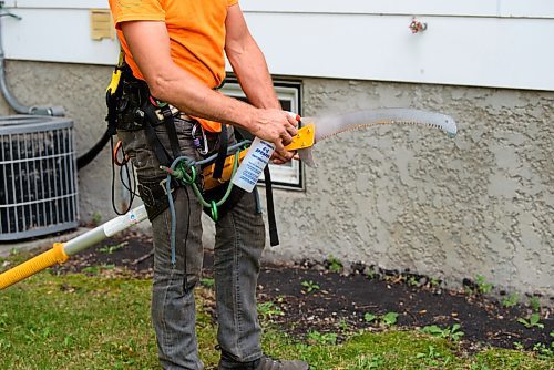 JESSE BOILY  / WINNIPEG FREE PRESS
Blake Hamilton of TNT Tree Service Ltd., sanitizes a saw before using it to stop the spread of tree diseases at customers homes on Friday. Friday, Aug. 7, 2020.
Reporter: Barbara Bowes