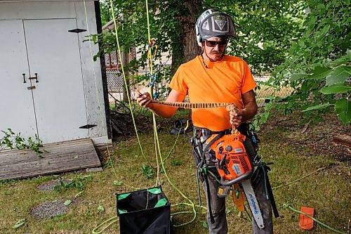 JESSE BOILY  / WINNIPEG FREE PRESS
Blake Hamilton of TNT Tree Service Ltd., prepares his chainsaw before he climbs up a tree at customers homes on Friday. Friday, Aug. 7, 2020.
Reporter: Barbara Bowes