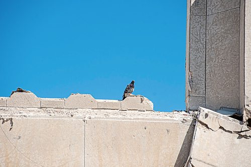 Mike Sudoma / Winnipeg Free Press
A lonely pigeon perches atop the remains of the Pubic Safety Building Saturday afternoon, a space that many pigeons called home before demolition began this past winter.
August 7, 2020