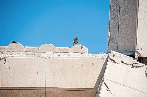 Mike Sudoma / Winnipeg Free Press
A lonely pigeon perches atop the remains of the Pubic Safety Building Saturday afternoon, a space that many pigeons called home before demolition began this past winter.
August 7, 2020