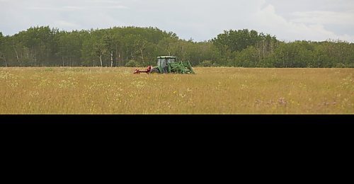 MIKE DEAL / WINNIPEG FREE PRESS
Farm project - The Tapley farm
Graham Tapley with his son Walker, 2, cutting hay in one of their fields.
200720 - Monday, July 20, 2020.