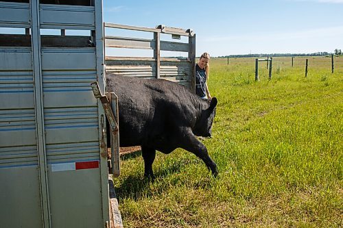 MIKE DEAL / WINNIPEG FREE PRESS
Farm project - The Tapley farm
Graham and Kristine Tapley round up a few bulls and release them into pastures with their cows for the summer.
200626 - Friday, June 26, 2020.