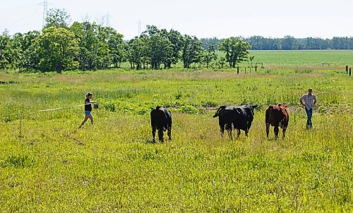 MIKE DEAL / WINNIPEG FREE PRESS
Farm project - The Tapley farm
Graham and Kristine Tapley round up a few bulls and release them into pastures with their cows for the summer.
200626 - Friday, June 26, 2020.