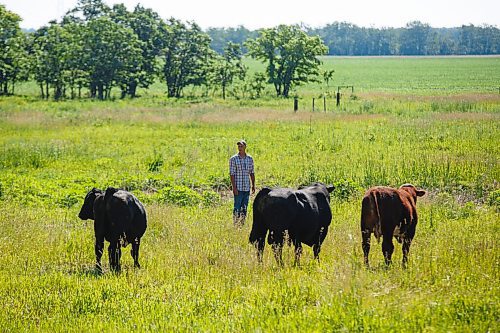 MIKE DEAL / WINNIPEG FREE PRESS
Farm project - The Tapley farm
Graham and Kristine Tapley round up a few bulls and release them into pastures with their cows for the summer.
200626 - Friday, June 26, 2020.