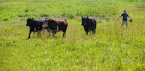 MIKE DEAL / WINNIPEG FREE PRESS
Farm project - The Tapley farm
Graham and Kristine Tapley round up a few bulls and release them into pastures with their cows for the summer.
200626 - Friday, June 26, 2020.