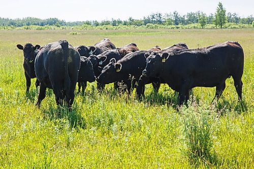 MIKE DEAL / WINNIPEG FREE PRESS
Farm project - The Tapley farm
Graham and Kristine Tapley round up a few bulls and release them into pastures with their cows for the summer.
After being released into the herd, a cow touches noses with the bull.
200626 - Friday, June 26, 2020.