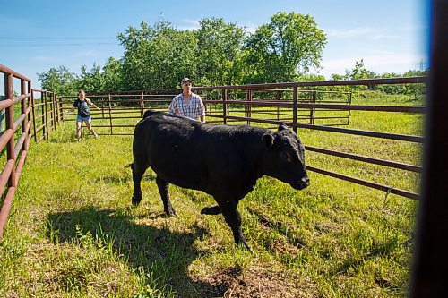 MIKE DEAL / WINNIPEG FREE PRESS
Farm project - The Tapley farm
Graham and Kristine Tapley round up a few bulls and release them into pastures with their cows for the summer.
200626 - Friday, June 26, 2020.