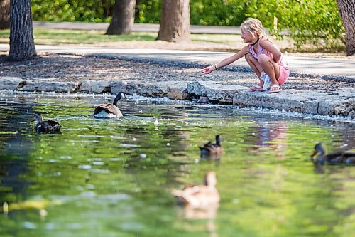 MIKAELA MACKENZIE / WINNIPEG FREE PRESS

Hanna Treadway (seven) feeds the geese at the duck pond at St. Vital Park in Winnipeg on Tuesday, Aug. 11, 2020. Standup.
Winnipeg Free Press 2020.