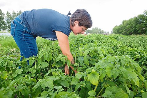 MIKE DEAL / WINNIPEG FREE PRESS
Hearts and Roots Farm, Elie, MB run by Justin Girard and Britt Embry. 
Britt in the vegetable field looking at a plant.
See Eva Wasney 49.8 story
200805 - Wednesday, August 05, 2020.