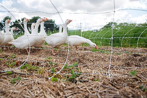 MIKE DEAL / WINNIPEG FREE PRESS
Hearts and Roots Farm, Elie, MB run by Justin Girard and Britt Embry. 
The free range geese nibble on the greens growing within their pen that gets moved around the field.
See Eva Wasney 49.8 story
200805 - Wednesday, August 05, 2020.