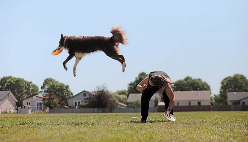 RUTH BONNEVILLE / WINNIPEG FREE PRESS

local - dog training

Photo of  Emily Lowes, co-owner of Pliant Pack Positive Dog Training with her dog, Fidget, a Border Collie, doing tricks at Riccardo De Thomasis Park Monday. 

Subject: Leesa Westwood (hat) and Emily Lowes  are the co-owners of Pliant Pack Positive Dog Training.  Photos of them with their different dogs doing tricks and training techniques at Riccardo De Thomasis Park Monday. 

See Eva Wasney's story

 Aug 10th, 2020