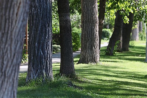 SHANNON VANRAES/WINNIPEG FREE PRESS
Elm trees on Warsaw St. in Winnipeg's Earl Grey neighbourhood on August 19, 2020.
Melissa Martin column for 49.8