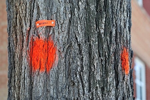 SHANNON VANRAES/WINNIPEG FREE PRESS
Elm trees marked for removal in Winnipeg's Earl Grey neighbourhood.
Melissa Martin column for 49.8