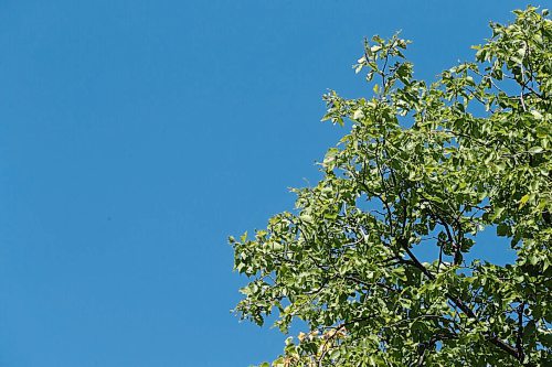 SHANNON VANRAES/WINNIPEG FREE PRESS
The elm canopy provides shade and protection from the elements in Winnipeg's Earl Grey neighbourhood.
Melissa Martin column for 49.8