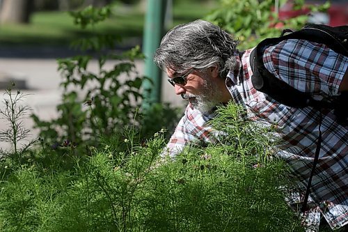 SHANNON VANRAES/WINNIPEG FREE PRESS
Oly Backstrom leans through curbside flowers to point out the stump of an elm tree in the Earl Grey neighbourhood on August 19, 2020.
Melissa Martin column for 49.8