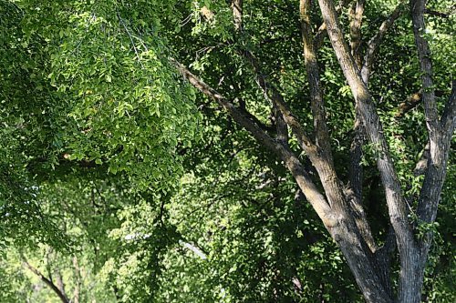 SHANNON VANRAES/WINNIPEG FREE PRESS
The elm canopy provides shade and protection from the elements in Winnipeg's Earl Grey neighbourhood.
Melissa Martin column for 49.8