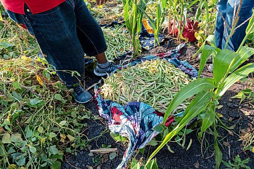 JESSE BOILY  / WINNIPEG FREE PRESS
A bean harvest at the Rainbow Community Garden on Thursday.  Around 250 families of new immigrants and refugees use the gardens planting plants from their home countries and native plants of Canada. Thursday, Aug. 20, 2020.
Reporter: Cody Sellar