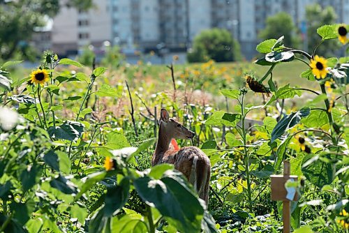 JESSE BOILY  / WINNIPEG FREE PRESS
A deer invades the Rainbow Community Garden on Thursday.  Around 250 families of new immigrants and refugees use the gardens planting plants from their home countries and native plants of Canada. Thursday, Aug. 20, 2020.
Reporter: Cody Sellar
