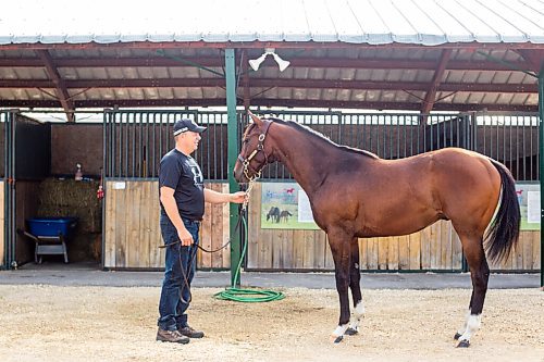 MIKAELA MACKENZIE / WINNIPEG FREE PRESS

Breeder Cam Ziprick poses for a photo with yearling Texas Mickey at the sale barns at the Assiniboia Downs in Winnipeg on Friday, Aug. 21, 2020. For George Williams story.
Winnipeg Free Press 2020.