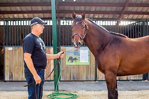 MIKAELA MACKENZIE / WINNIPEG FREE PRESS

Breeder Cam Ziprick poses for a photo with yearling Texas Mickey at the sale barns at the Assiniboia Downs in Winnipeg on Friday, Aug. 21, 2020. For George Williams story.
Winnipeg Free Press 2020.