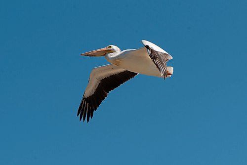 JESSE BOILY  / WINNIPEG FREE PRESS
A pelican flies over the Gimli harbour on Monday. Monday, Aug. 24, 2020.
Reporter: Piche