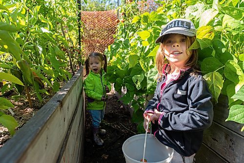 JESSE BOILY  / WINNIPEG FREE PRESS
Aria Holder, 2, left, and her sister Jamie, 4, pick some veggies at the families garden out near Oakbank on Monday. Holders garden has grown in size so she has begun canning some of her veggies from her garden. Monday, Aug. 31, 2020.
Reporter: Eva Wasney
