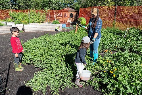 JESSE BOILY  / WINNIPEG FREE PRESS
Byanka Holder picks up a watermelon they grew with her children at the families garden out near Oakbank on Monday. Holders garden has grown in size so she has begun canning some of her veggies from her garden. Monday, Aug. 31, 2020.
Reporter: Eva Wasney