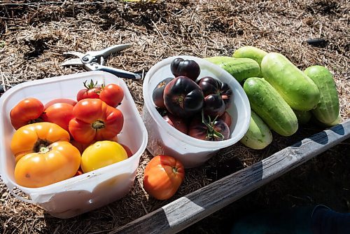 JESSE BOILY  / WINNIPEG FREE PRESS
Some recent picks from the families garden out near Oakbank on Monday. Holders garden has grown in size so she has begun canning some of her veggies from her garden. Monday, Aug. 31, 2020.
Reporter: Eva Wasney