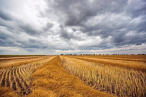 MIKAELA MACKENZIE / WINNIPEG FREE PRESS

A storm rolls in over swathed canola near Elie on Tuesday, Sept. 1, 2020. Standup.
Winnipeg Free Press 2020.