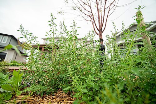 Mike Sudoma / Winnipeg Free Press
An infestation of weeds grow out of an unfinished yard in Bridgewater as a result of delayed landscaping.
September 2, 2020