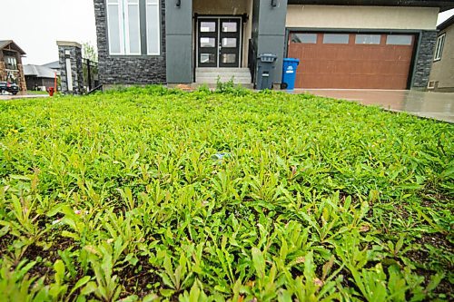 Mike Sudoma / Winnipeg Free Press
An infestation of weeds grow out of an unfinished yard in Bridgewater as a result of delayed landscaping.
September 2, 2020
