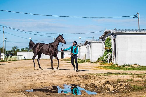 MIKAELA MACKENZIE / WINNIPEG FREE PRESS

Trainer Devon Gittens and horse Purrsistent pose for a portrait at the Assiniboia Downs backstretch in Winnipeg on Friday, Sept. 4, 2020. For George Williams story.
Winnipeg Free Press 2020.