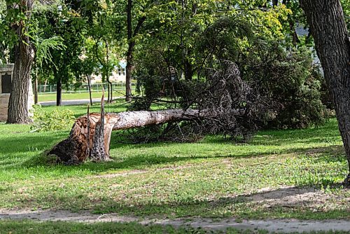 JESSE BOILY  / WINNIPEG FREE PRESS
High winds the night before caused the fall of tree in La Verendrye Park in St. Boniface on Monday. Monday, Sept. 7, 2020.
Reporter: