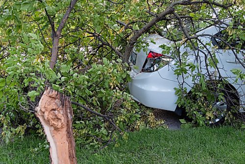 JESSE BOILY  / WINNIPEG FREE PRESS
High winds the night before caused tree branches to fall causing damage to a car on Ash st. in River Heights on Monday. Monday, Sept. 7, 2020.
Reporter: