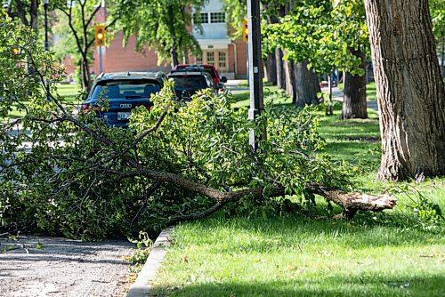 JESSE BOILY  / WINNIPEG FREE PRESS
High winds the night before caused the fall of tree branches along Elm st. on Monday. Monday, Sept. 7, 2020.
Reporter: