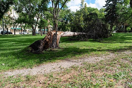 JESSE BOILY  / WINNIPEG FREE PRESS
High winds the night before caused the fall of tree in La Verendrye Park in St. Boniface on Monday. Monday, Sept. 7, 2020.
Reporter: