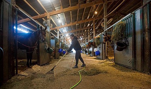 MIKE DEAL / WINNIPEG FREE PRESS
Jennifer Tourangeau, assistant trainer for Jerry Gourneau stables, from Cote First Nation, Sask, rakes out the stable Thursday morning.
See Jayson Bell story
200910 - Thursday, September 10, 2020.