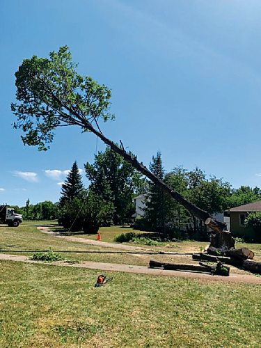 Canstar Community News Old age and disease sounded the death knell for two iconic basswood trees in Norwood, which were removed by the City of Winnipeg on Aug. 11.