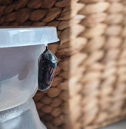 Canstar Community News A monarch butterfly caterpillar managed to escape its temporary shelter in correspondent Sandy Nemeths home and cocooned itself on a nearby container.