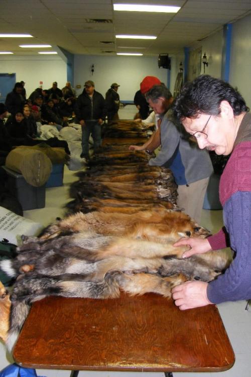 Attn. Jennifer - Thompson Fur Table 2008  The gentleman in the foreground is one of our Directors, Fred Fitzne from Wabowden.  Ok to use his pic.    Note:  All of these pictures were taken by Dean Berezanski of Manitoba Conservation. winnipeg free press