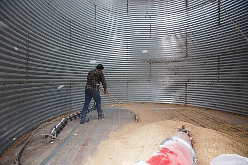 MIKE DEAL / WINNIPEG FREE PRESS
Colin Penner sweeps the inside of a grain bin to try and get as much into his augur as possible while loading a truck headed for the grain elevator.
Because of the overnight frost and the lack of wind, Colin Penner a farmer close to Elm Creek, MB, loads a truck with oats to take to the grain elevator instead of heading out to the field to continue harvesting soybeans Thursday. He usually starts combining around noon, after the morning moisture has evaporated, instead he will start mid to late afternoon.
200917 - Thursday, September 17, 2020.