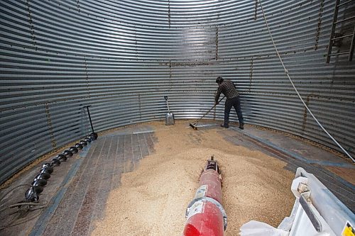 MIKE DEAL / WINNIPEG FREE PRESS
Colin Penner sweeps the inside of a grain bin to try and get as much into his augur as possible while loading a truck headed for the grain elevator.
Because of the overnight frost and the lack of wind, Colin Penner a farmer close to Elm Creek, MB, loads a truck with oats to take to the grain elevator instead of heading out to the field to continue harvesting soybeans Thursday. He usually starts combining around noon, after the morning moisture has evaporated, instead he will start mid to late afternoon.
200917 - Thursday, September 17, 2020.