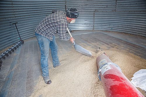 MIKE DEAL / WINNIPEG FREE PRESS
Colin Penner shovels oats into his augur inside a grain bin in preparation for taking a truck load to the grain elevator.
Because of the overnight frost and the lack of wind, Colin Penner a farmer close to Elm Creek, MB, loads a truck with oats to take to the grain elevator instead of heading out to the field to continue harvesting soybeans Thursday. He usually starts combining around noon, after the morning moisture has evaporated, instead he will start mid to late afternoon.
200917 - Thursday, September 17, 2020.