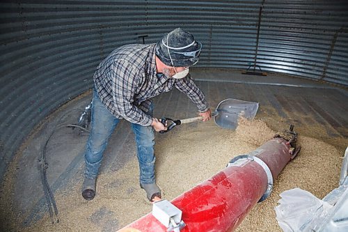 MIKE DEAL / WINNIPEG FREE PRESS
Colin Penner shovels oats into his augur inside a grain bin in preparation for taking a truck load to the grain elevator.
Because of the overnight frost and the lack of wind, Colin Penner a farmer close to Elm Creek, MB, loads a truck with oats to take to the grain elevator instead of heading out to the field to continue harvesting soybeans Thursday. He usually starts combining around noon, after the morning moisture has evaporated, instead he will start mid to late afternoon.
200917 - Thursday, September 17, 2020.